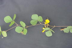 Rhynchosia capitata